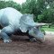 Triceratops replica